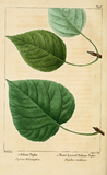 Blad van 1 P. balsamifera en 2 P. candicans