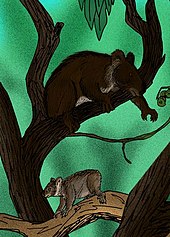 Reconstructions of the ancient koalas Nimiokoala (larger), and Litokoala (smaller), from the Miocene Riversleigh Fauna Nimiokoala Litokoala.JPG