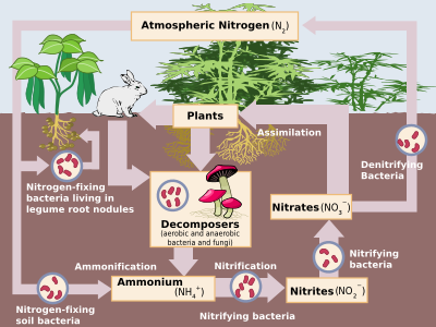 Schematic representation of the flow of nitrogen compounds through a land environment Nitrogen Cycle.svg