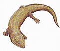 Miniatura para Procolophonidae