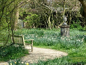 Nymans Garden-Ode to a Grecian Urn. A daffodil...