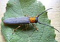 Oberea oculata (Linnaeus, 1758)