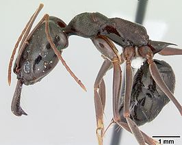 Odontomachus haematodus