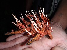 A member of the genus Ophiocordyceps which is parasitic on arthropods. Note the elongated stromata. Species unknown, perhaps Ophiocordyceps caloceroides. Ophiocordyceps caloceroides.jpg