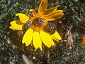Sokpettyes virágbogár (Oxythyrea funesta)