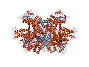 1l1f: Structure of human glutamate dehydrogenase-apo form