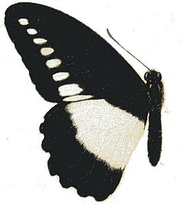 Papilio fuelleborni