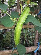 Goabohne (Flügelbohne) (Früchte, Blätter, Samen und Wurzeln) (ähnlich sind Psophocarpus palustris, Psophocarpus scandens, Psophocarpus grandiflorus)