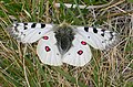 Parnassius phoebus