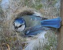 Seite 8: File:Parus_caeruleus_nest.JPG Autor: Arnstein Rønning Lizenz: CC BY-SA 3.0