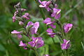 Pedicularis rostratospicata sub rostratospicata IMG 3489.jpg