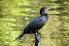 Cormoran vigua ou biguá (Phalacrocorax brasilianus)