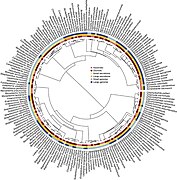 Phylogenetic distribution of zoonosis, genome size and secretome size for 191 pathogenic bacteria