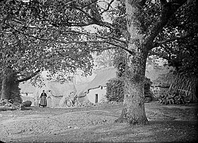 Le gros chêne du village de la Roche Piriou.