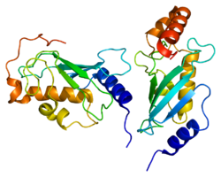 Белок UBE2N PDB 1j7d.png