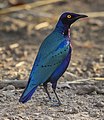 Purple starling (crop)