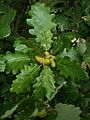 Kocsánytalan tölgy (Quercus petraea)