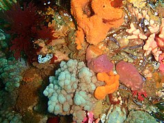 Reef invertebrates typical of the 18m contour