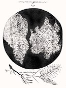 The first observation of cells, by Robert Hooke, using an early microscope. This led to the development of cell theory. RobertHookeMicrographia1665.jpg