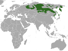 Rozšíření sobola asijského (zeleně).