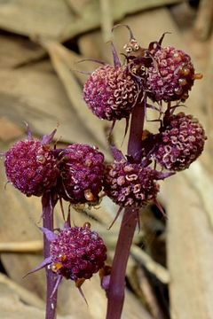 Sciaphila secundiflora