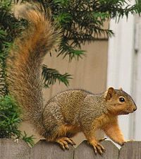 Sciurus niger (na plotě) .jpg