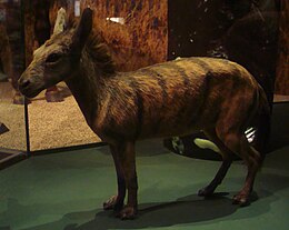 Az állat rekonstrukciója egy stockholmi múzeumban