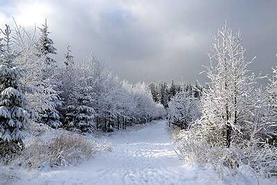 Sneeubedekte woud aan die westelike hange van die Beskide-gebergtes in Silesië en Morawië, soos fotografeer op 30 Desember 2014.