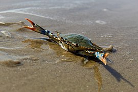 Atlantic blue crab