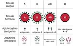 Miniatura para Sistema ABO