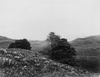 Sitka Spruce Plantation