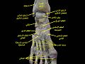 Ankle and tarsometarsal joints. Bones of foot.Deep dissection.