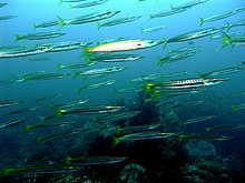 Photo of many long, skinny fish