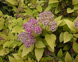 Japaninangervo (Spiraea japonica)