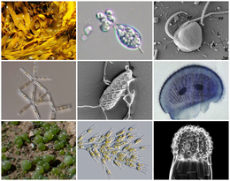 Stramenopiles diversity.png