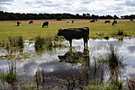 Vignette pour Sutton Park (Midlands de l'Ouest)