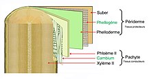 Emplacement du phloème secondaire dans une tige de deux ans.