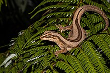 A photograph of a Northern Striped Gecko, a light brown gecko with darker brown stripes, on a fern