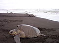 Oliv-Bastardschildkröte (Lepidochelys olivacea)