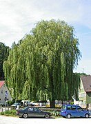 Trauerweide (Salix alba 'Tristis') in Weinheim