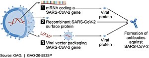 A conceptual diagram showing three vaccine types for forming SARS-CoV-2 proteins to prompt an immune response: (1) RNA vaccine; (2) subunit vaccine; (3) viral vector vaccine Vaccine candidate mechanisms for SARS-CoV-2 (49948301838).jpg