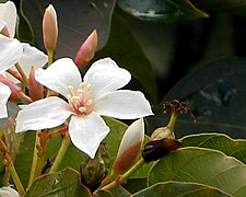 Le pistil fané (à droite)