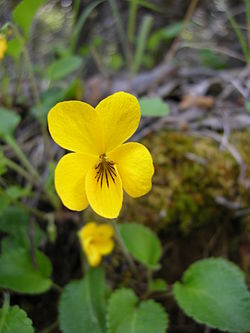 Viola magellanica - flower - 01.JPG