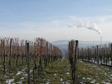 Blick zwischen Weinreben des Schnarrenbergs hindurch und vorbei am Schornstein des Kraftwerks Stuttgart-Münster zum Schurwald am Horizont