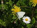 Großer Kohlweißling Senfweißling (Leptidea sinapis), Weibchen Rapsweißling (Pieris napi)