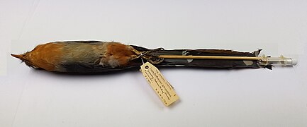 Red-billed malkoha collected during the Federated Malay States Museums expedition to Gunung Tahan.