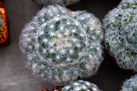 กระบองเพชร Cactus of Thailand