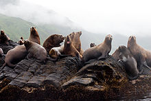 Sea lions on Moneron Island 107 0798 Sivuchi wiki.jpg