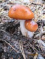 Cortinarius mucosus