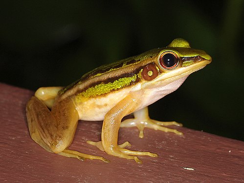 Amphibia at Langkawi UNESCO Global Geopark. Photograph: Twhrl